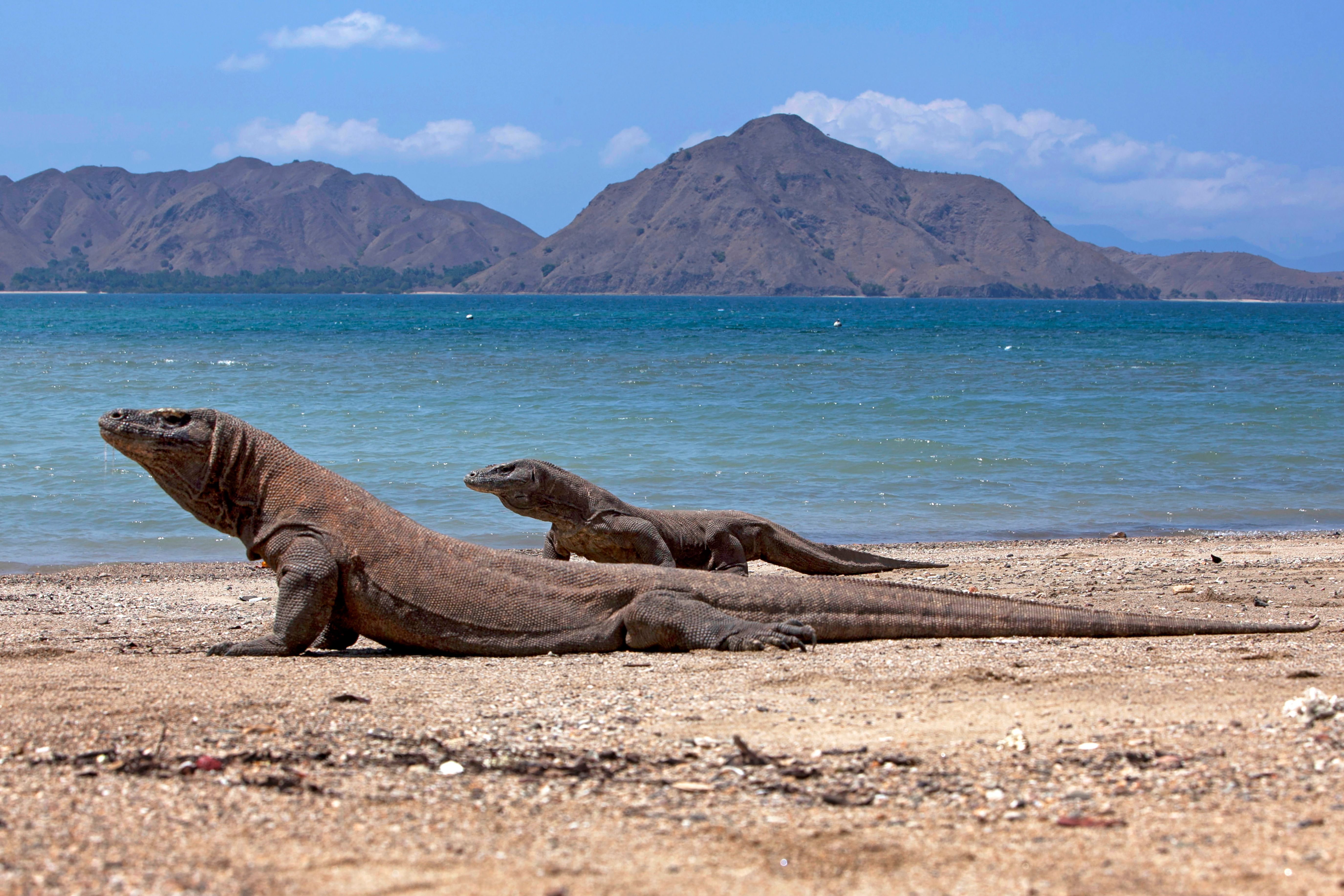 Dragón de Komodo en su hábitat natural en el Parque Nacional